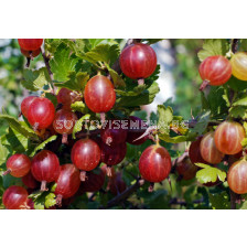 Цариградско грозде червено - Gooseberry red