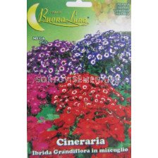 Семена Цинерария