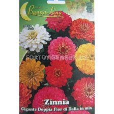 Семена Циния едроцветна - Zinnia colorful