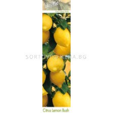 Цитрус лимон (Citris limon)