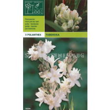тубероза - Polianthes tuberosa