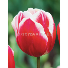 Лале/ Tulipa Furand - 1 бр.