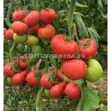 Семена розов домат - Тукипинк/ Tukipink F1 - 500 семена