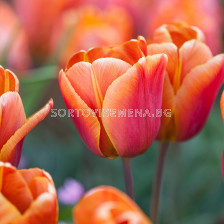 Лале /Tulip ''Cairo'/ 1 бр
