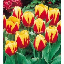 Лале/ Tulips single early Keizerskroon - 1 бр.