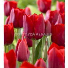 Лале /Tulip Bastogne/ 11/12