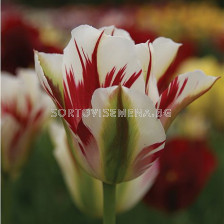 Лале Flaming Springgreen /Special edition/ 