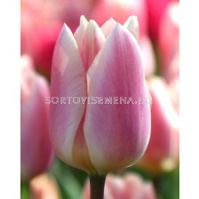 Лале /Tulip 'Apricot Delight/ 1 бр