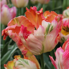 Лале /Tulip Apricot Parrot/ 1 бр