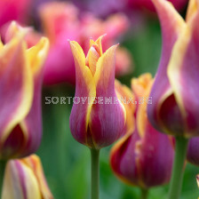 Лале lily-flowered Sonnet - 1 бр.