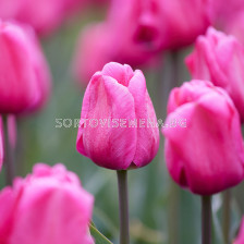 Лале/ Tulips triumph Carola - 1 бр.