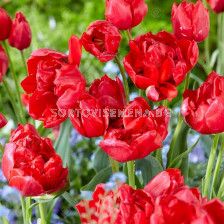 Лале/ Tulipа double early 'Estatic' - 1 бр.