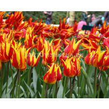 Лале Lily-flowered Firework 1бр