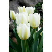 лале Fosteriana Purissima