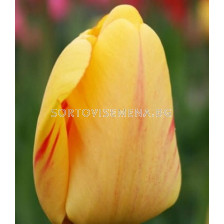 Лале /Tulip Juliette/ 11/12