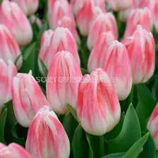 Лале triumph Kyoko Takahashi - 1 бр.