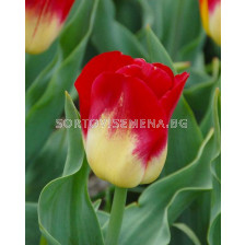 Лале /Tulip 'Match'/ 1 бр