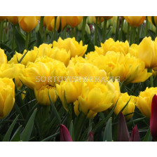 Лале Monte Peony /Special edition/ 1 бр