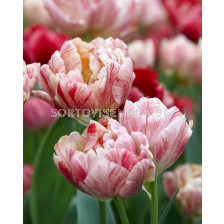 Лале Double Belicia  - sortovisemena.bg Лале Double Belicia