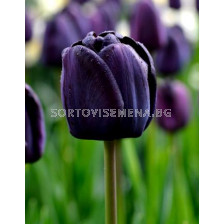 Лале Queen of Night 