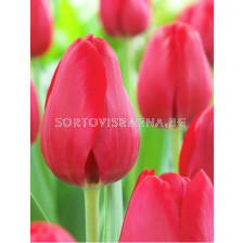 Лале Red Bull - 1 бр.