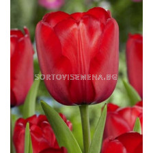 Лале /Tulip Red Impression/ 11/12