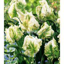 Лале (Tulip) Super Parrot