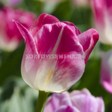 Лале/ Tulips triumph Page Polka - 1 бр.
