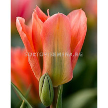 Лале /Tulip Apricot Emperor/ 11/12