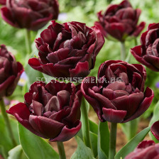 Лале/ Tulips double late Canyon - 1 бр.