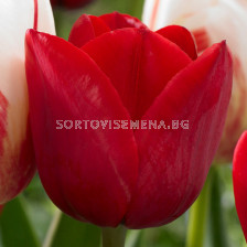 Лале/ Tulips triumph Hollandia - 1 бр.