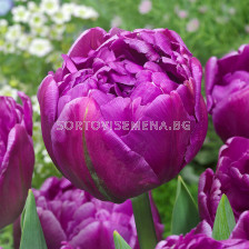 Лале /Tulip Double Flag/ 1 1/12