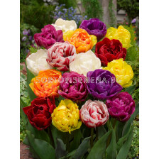 Лале/ Tulips double late mixed - 1 бр.