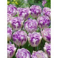 Лале/ Tulip double late Shirley Double - 1 бр.
