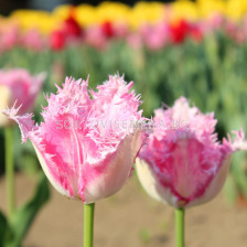 Лале Dallas 1 бр - sortovisemena.bg Лале Dallas 1 бр