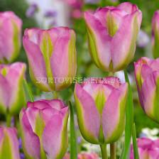 Лале /Tulip Greenland/ 10/11