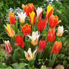 Лале /Tulip kaufmanniana mix/ 10/11