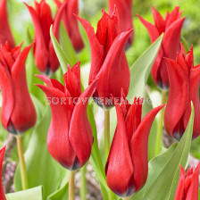 Лале lily-flowered Isaak Chic/ Tulip 