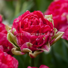 Лале/ Tulip double late 'Justina' - 1 бр.
