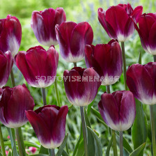 Лале /Tulip Kansas Proud/ 1 бр