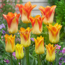 Лале/ Tulip lily-flowered Moonblush - 1 бр.