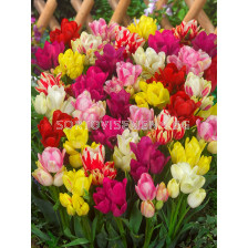 Лалета мултифлора ниски микс/ Tulips shortstemmed multiflora mixed - 1 бр.