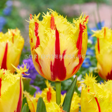Лале/ Tulipa Party Clown - 1 бр.