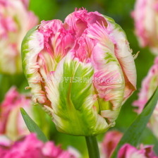 Лале/ Tulip parrot Parrot Pinkvision - 1 бр.