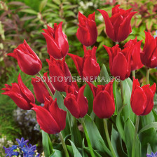 Лале /Tulip lily-flowered PRETTY WOMAN/ 1 бр