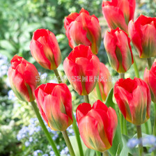 Лале fosteriana Red Alert - 1 бр.