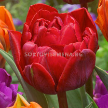 Лале /Tulip Red Princess/ 11/12