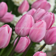 Лале/ Tulipa Rosalie - 1 бр.