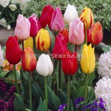 Лале микс/ Tulips single early mixed - 1 бр. 