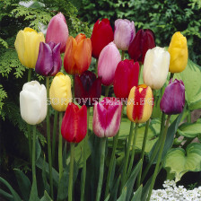 Лале/ Tulips single late mixed - 1 бр.